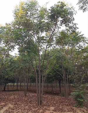 栾树-(2).jpg